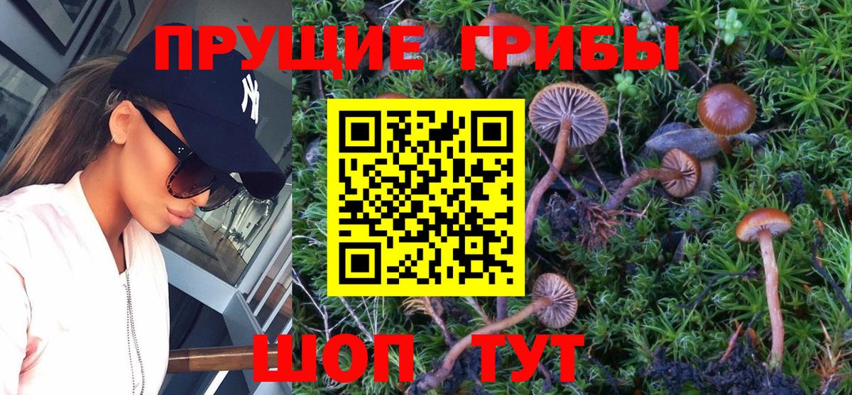Псилоцибиновые грибы Psilocybe Гулькевичи